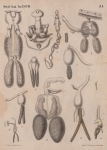 <B>Van Beneden, P.-J.</B> (1871). Les poissons des côtes de Belgique, leurs parasites et leurs commensaux Mém. Acad. R. Sci. Lett. B.-Arts Belg., Collect. 4 XXXVIII: 1-100, plates I-VI