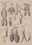 Van Beneden, P.-J. (1871). Les poissons des côtes de Belgique, leurs parasites et leurs commensaux Mém. Acad. R. Sci. Lett. B.-Arts Belg., Collect. 4 XXXVIII: 1-100, plates I-VI
