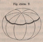 <B>Van Beneden, E.; Bessels, E.</B> (1868). Mémoire sur la formation du blastoderme chez les Amphipodes, les Lernéens et les Copépodes. Mémoires Couronnés et Mémoires des Savants Etrangers, publiés par l'Académie Royale des Sciences, des Lettres, et de
