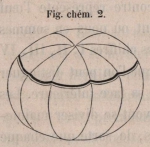 Van Beneden & Bessels (1868, fig. chém. 2)