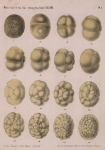 Van Beneden, E.; Bessels, E. (1868). Mémoire sur la formation du blastoderme chez les Amphipodes, les Lernéens et les Copépodes. Mémoires Couronnés et Mémoires des Savants Etrangers, publiés par l'Académie Royale des Sciences, des Lettres, et de