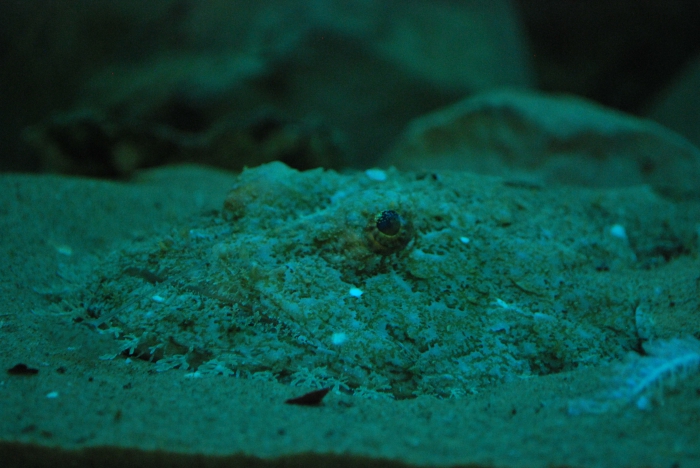 Zee Aquarium Bergen aan Zee_Netherlands_6