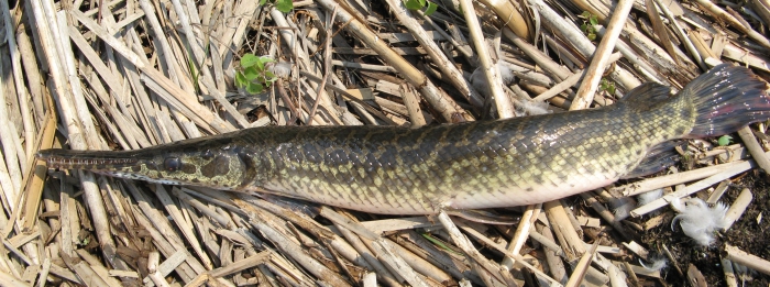 Lepisosteus oculatus (Spotted Gar)