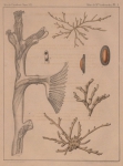 <B>Van Beneden, P.-J.</B> (1848). Recherches sur les Bryozoaires fluviatiles de Belgique Mém. Acad. R. Sci. Lett. B.-Arts Belg., Collect. 4 XXI: 1-37, plate I-II