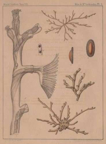 Van Beneden (1848, pl. 1) Van Beneden (1848, pl. 1)