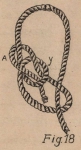 De Jonghe (1912, fig. 18)