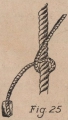 De Jonghe (1912, fig. 25)