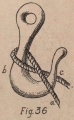 De Jonghe (1912, fig. 36)