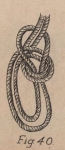 De Jonghe (1912, fig. 40)