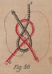 De Jonghe (1912, fig. 56)