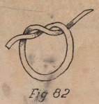 De Jonghe (1912, fig. 82)