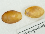 Molluscs