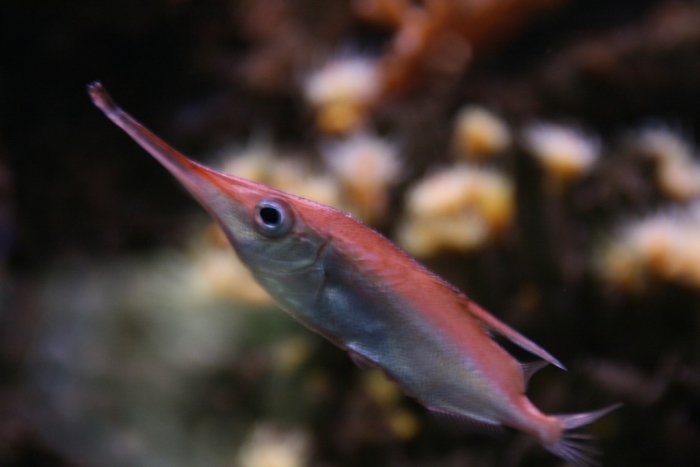 Océarium - Le Croisic - France - 4