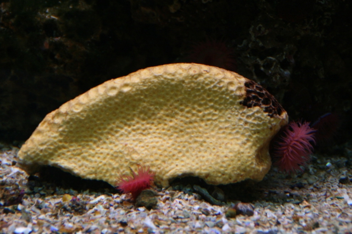 Océarium - Le Croisic - France - 5