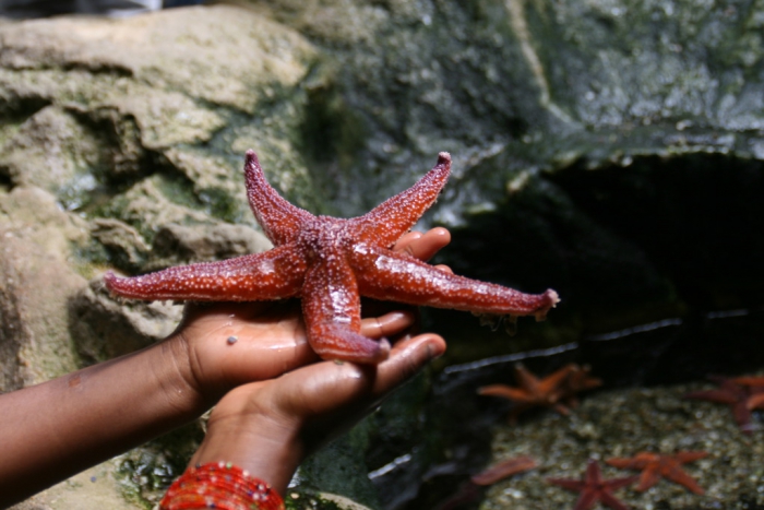 Océarium - Le Croisic - France - 6