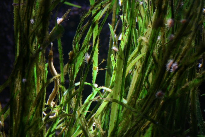 Océarium - Le Croisic - France - 7