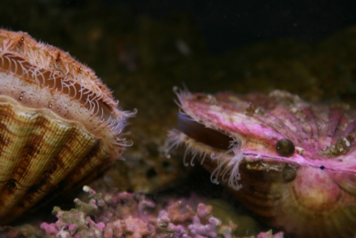 Océarium - Le Croisic - France - 8