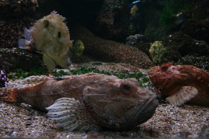 Océarium - Le Croisic - France - 9