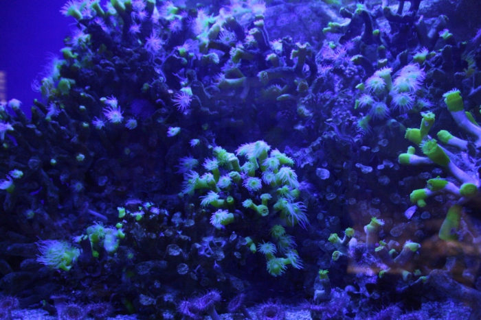 Aquarium Donostia - San Sebastian - Spain - 3