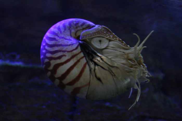 Aquarium Donostia - San Sebastian - Spain - 9