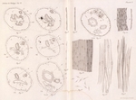 <B>Van Beneden, E.; Julin, Ch.</B> (1889). Recherches sur la morphologie des Tuniciers. I. Vanderpoorten: Gent. 1-240, 14 plates pp.