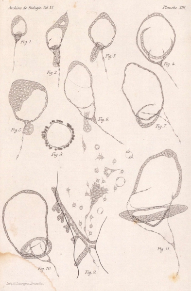 Van Beneden & Julin (1889, pl. 13)