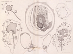 Van Beneden, E.; Julin, Ch. (1889). Recherches sur la morphologie des Tuniciers. I. Vanderpoorten: Gent. 1-240, 14 plates pp.