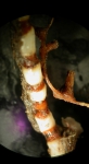 Cnidarians