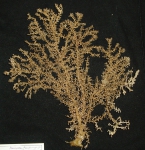 Acanthogorgia armata, author: Fisheries and Oceans Canada, Vonda Wareham