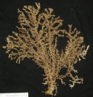 Acanthogorgia armata