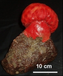 Cnidarians