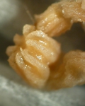 Cnidarians