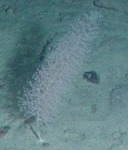 Octocorallia