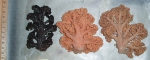 Cnidarians