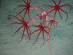 Umbellula, author: Fisheries and Oceans Canada