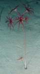 Umbellula, author: Fisheries and Oceans Canada