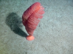 Cnidarians