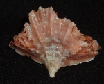 Scleractinia