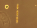 Phytoplankton