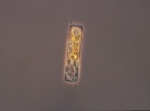 Guinardia delicatula, author: Hobson, Lou