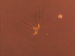 Diatoms