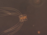 Chaetoceros constrictus, author: Hobson, Lou