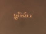 Macroalgae