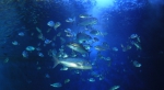 Aquarium Cala Gonone - Sardinia - 4