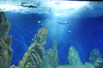 Aquarium Cala Gonone - Sardinia - 5
