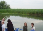 Danube Delta reeds field