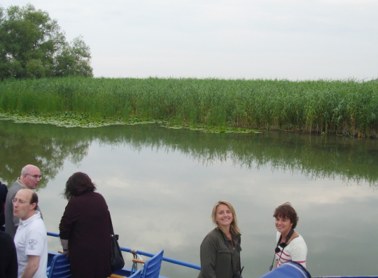 Danube Delta reeds field