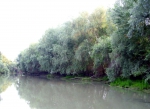 Danube Delta Old Branch and willows 