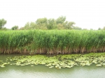 Danube Delta vegetation: reeds and yellow water lily 
