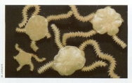 Picture of Amphiura filiformis, author: Lavaleye, M.